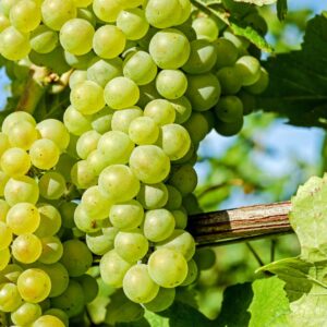 AGRI DIAL GRAPES