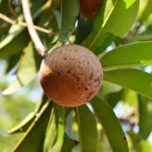 chikoo, sapodilla, chiku-166787.jpg