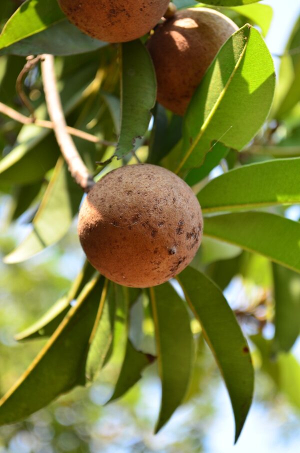 chikoo, sapodilla, chiku-166787.jpg