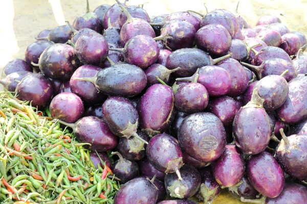 AGRI DIAL BRINJAL