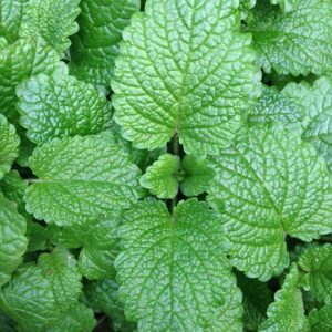 AGRI DIAL MINT LEAVES