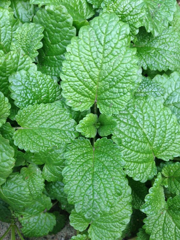 AGRI DIAL MINT LEAVES