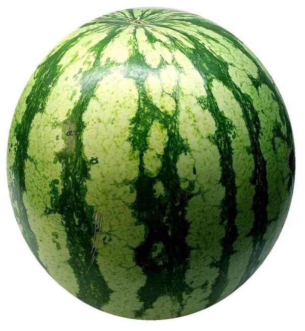 AGRI DIAL WATER MELON