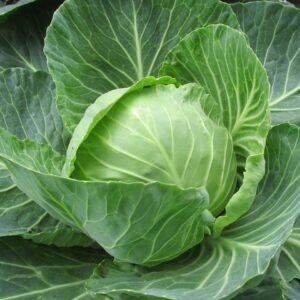 white cabbage, cabbage, cabbage leaves-2705228.jpg
